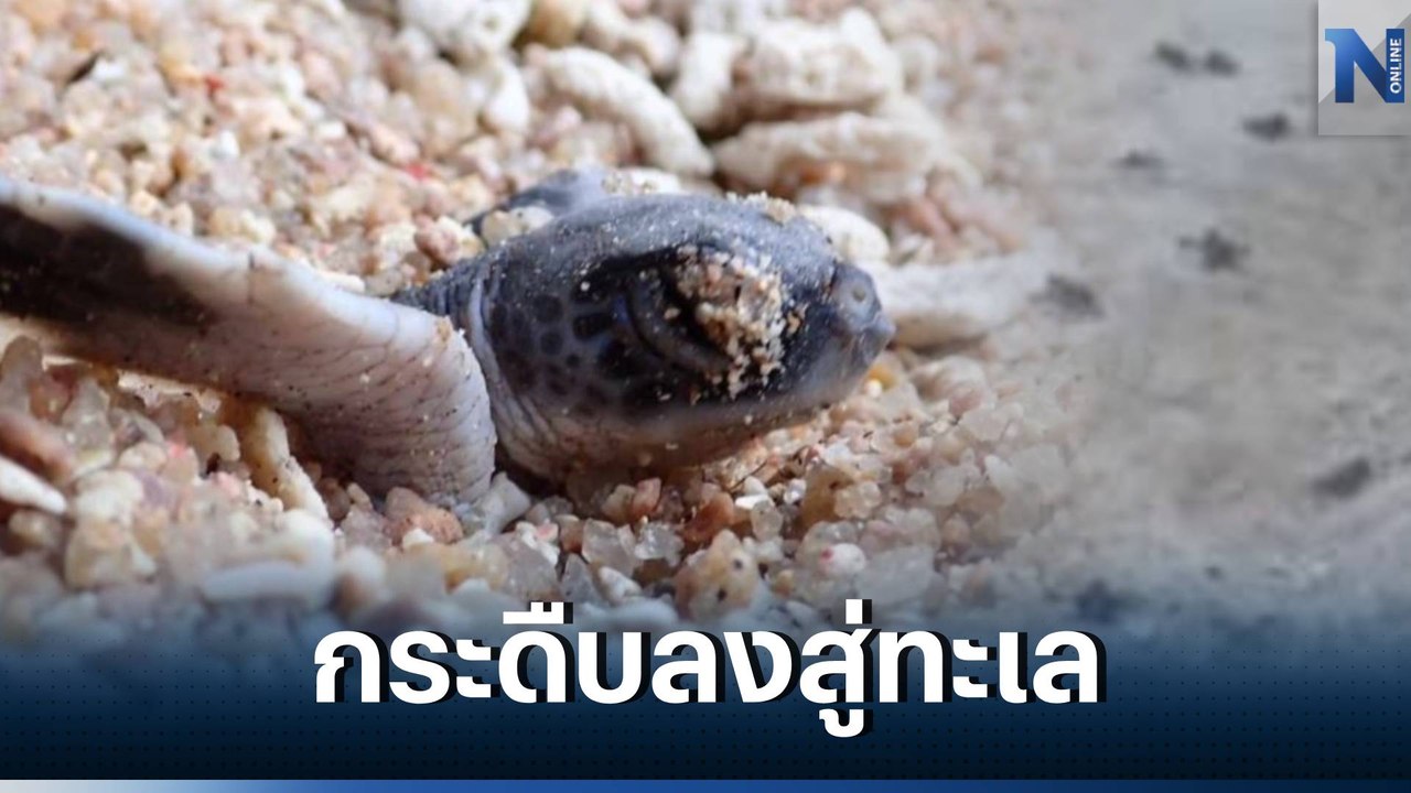 เปิดนาทีประทับใจ "ลูกเต่า" แม่ทองดี รังที่ 2 จำนวน 52 ตัว ออกสู่ท้องทะเล (คลิป)