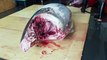 Amazing skill！500 Pound Giant bluefin tuna cutting Master, Luxurious sashimi