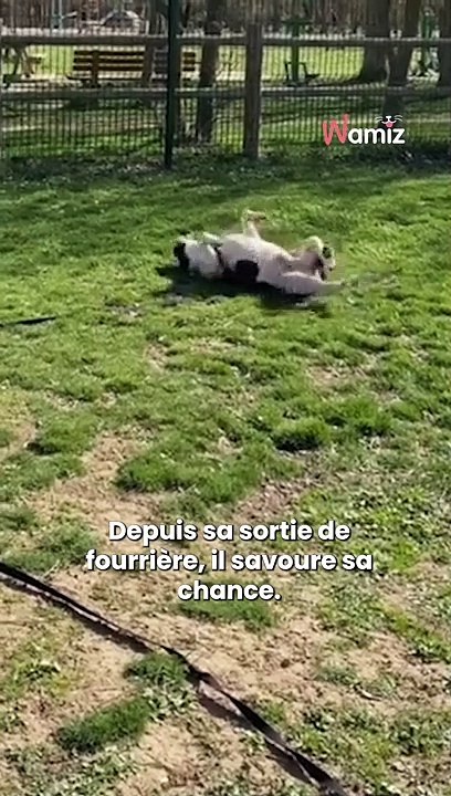Marley, comme beaucoup de molosses abandonnés, allait être euthanasié…