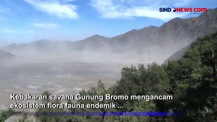 Flora dan Fauna Endemik Gunung Bromo Terancam Keberadaannya Akibat Kebakaran