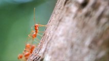 Des colonies invasives de fourmis de feu découvertes en Europe pour la première fois