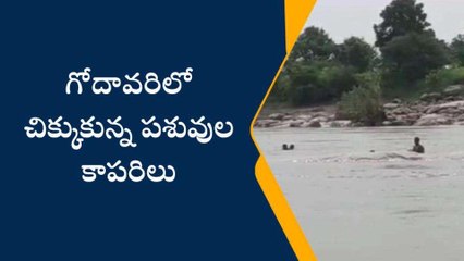 నిర్మల్: గోదావరిలో చిక్కుకున్న పశువుల కాపరిలు