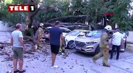 Aracın üstüne ağaç devrildi 51 daire icralık oldu