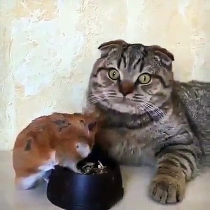 Kucing lucu banget