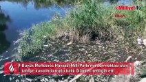 Büyük Menderes Havzası'ndaki toplu balık ölümleri tedirgin etti! 'Su değil siyah sıvı'