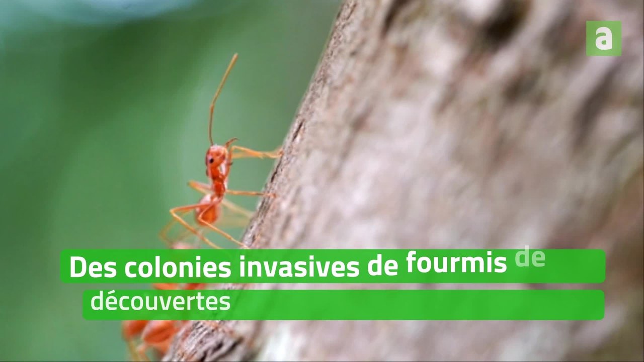 Des colonies invasives de fourmis de feu découvertes en Europe pour la première fois