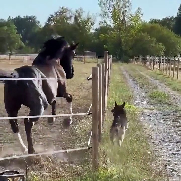 Chien VS Cheval... viens on fait la course