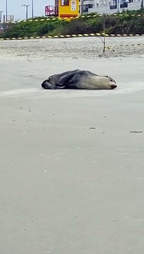 Lobo-marinho descansa em praias de SC