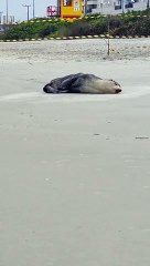 Lobo-marinho "descansa" em praias de SC