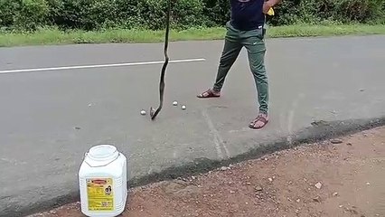 हैरत अंगेज वीडियो: सांप के मुंह से निकले अंडे