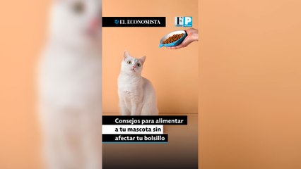 Consejos para alimentar a tu mascota sin afectar tu bolsillo