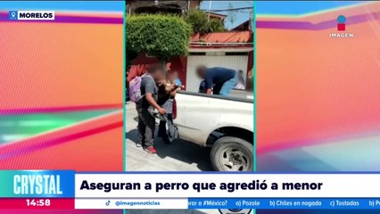 Aseguran a perro pitbull que atacó a menor de 5 años en Jiutepec