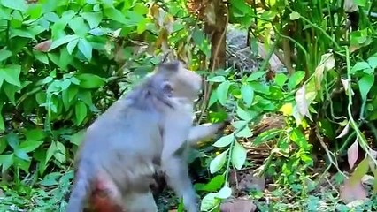 The mother monkey lacks concentration, baby Vikki is kidnapped and almost paid for with live gills