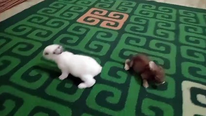 Anak kelinciku sudah berusia 15 hari, lincah, imut dan lucu