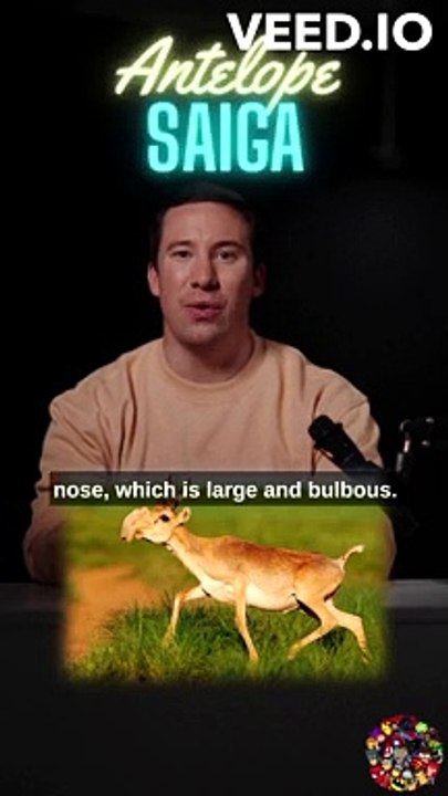 The Saiga Antelope: The Mysterious Hump Nosed Antelope