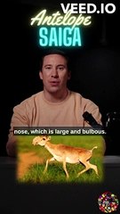 The Saiga Antelope: The Mysterious Hump Nosed Antelope