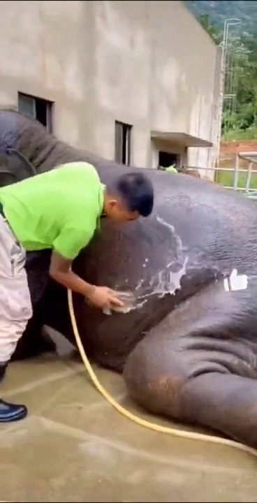 Big Elephant Cute Video