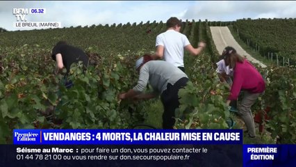 Quatre vendangeurs, dont un jeune homme de 19 ans, sont morts dans les vignes en Champagne