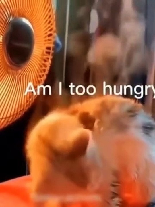 funniest cat and dog