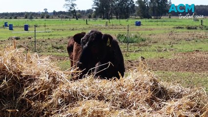Discover Pyree’s Chittick Dairy: A Cutting-Edge Robotic Farm 🚜
