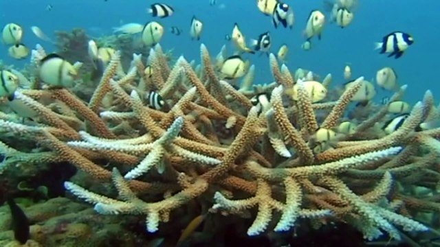 UNESCO decides to keep Great Barrier Reef off ‘in danger’ list
