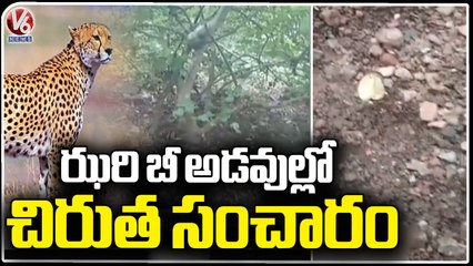 Cheetah Wandering In Villages Creates Panic In Tanur Public  _ Nirmal Dist _  V6 News