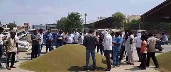 नए मूंग की आवक शुरू, समर्थन मूल्य से नीचे बिक रही फसल