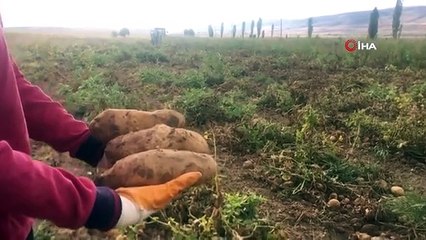 Erzincan'da patates hasadı başladı