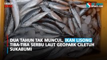 Dua Tahun Tak Muncul, Ikan Lisong Tiba-tiba Serbu Laut Geopark Ciletuh Sukabumi