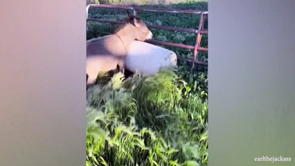 When you have a dog with 200 IQ that will amaze everyone 