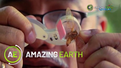 Amazing Earth: Discover the exotic insects in the Philippines! (Online Exclusive)
