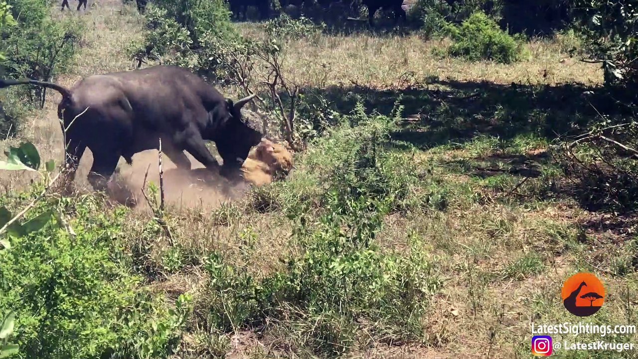 Buffalo Flips a Sleeping Lion!