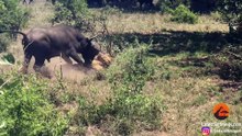 Buffalo Flips a Sleeping Lion!