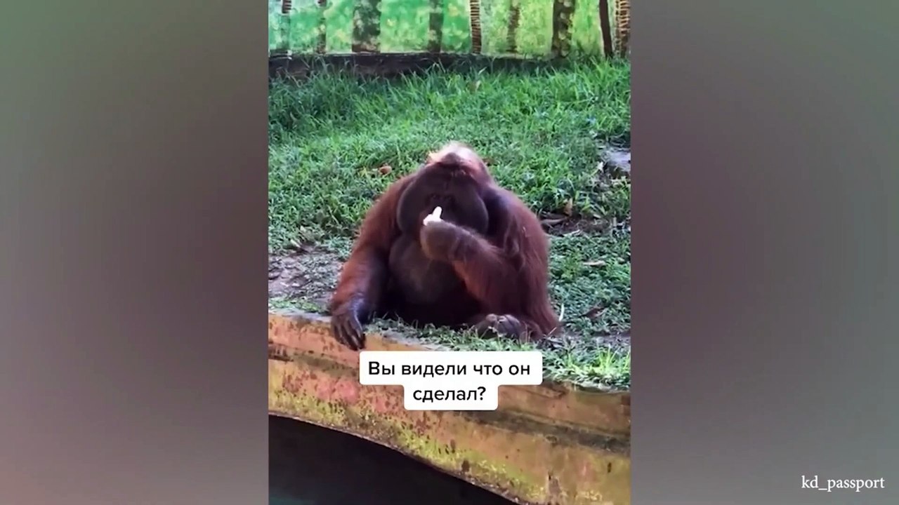 Monkeys Reacting to See Phone For The First Time! - Funniest Animals and Pets