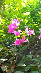 4K Nature Video | Amazing Flowers | Calm and Relax
