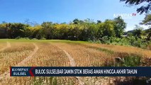 Bulog Sulselbar Jamin Stok Beras Aman Hingga Akhir Tahun