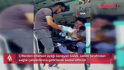 Yaralı tavuğa ambulansta müdahale ettiler