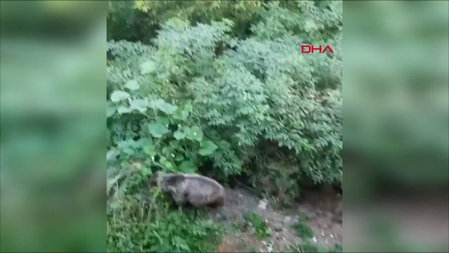 Köyde evin bahçesine giren bozayı kamerada