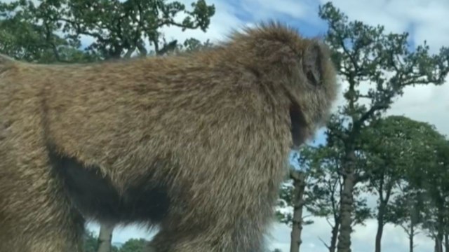 Cheeky Baboon casually pees on tourists' car during their safari escapade