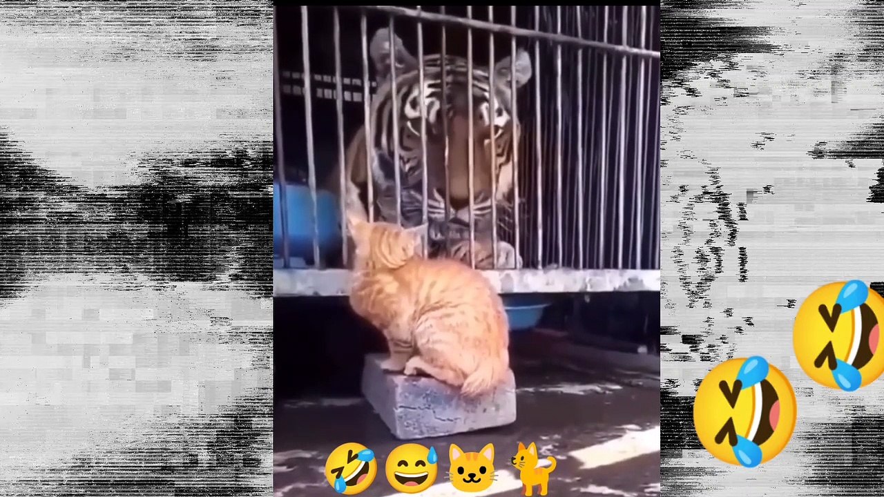 Funny video compilation cat