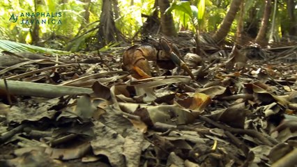 Coconut Crabs are the largest land arthropods in the world.