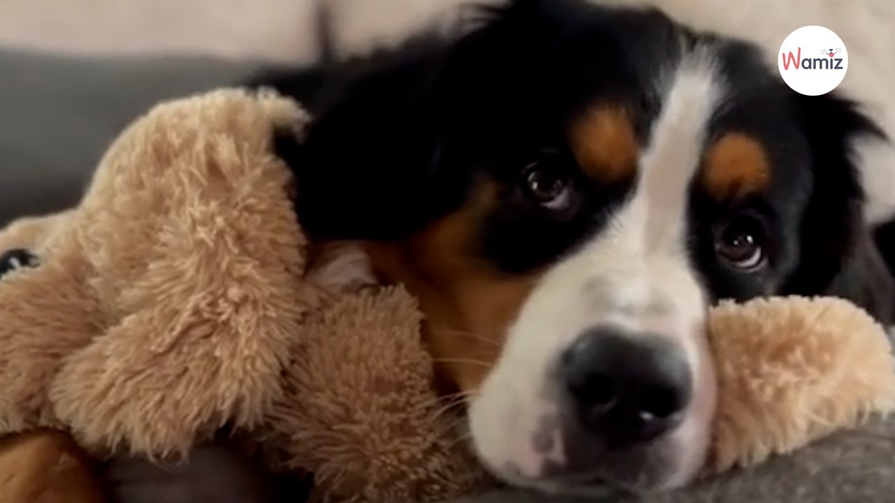 Dans une vidéo de son chiot adopté suite au décès de son chien, elle partage un message qui retourne 1M de personnes