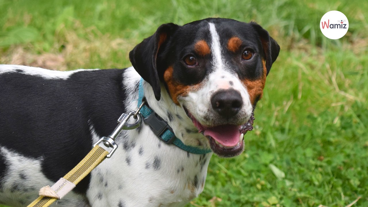 Ce chien n'a qu'un an et a passé la plupart de sa vie à l'attache : qui lui fera découvrir la vraie vie ?