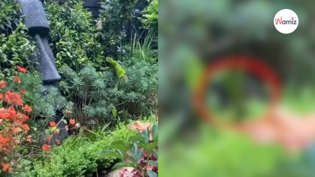 Y a-t-il un chat caché sur cette photo ? Vous avez 10 secondes pour résoudre ce mystère !