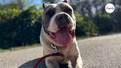 Après avoir échappé de peu à l'euthanasie, ce chien réformé d'élevage a besoin d'une famille pour découvrir la vie