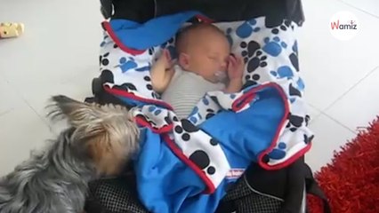 Quelque chose ne va pas avec le bébé, ce que fait ce chien a épaté tous les parents du monde