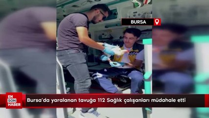 Bursa'da yaralanan tavuğa 112 Sağlık çalışanları müdahale etti