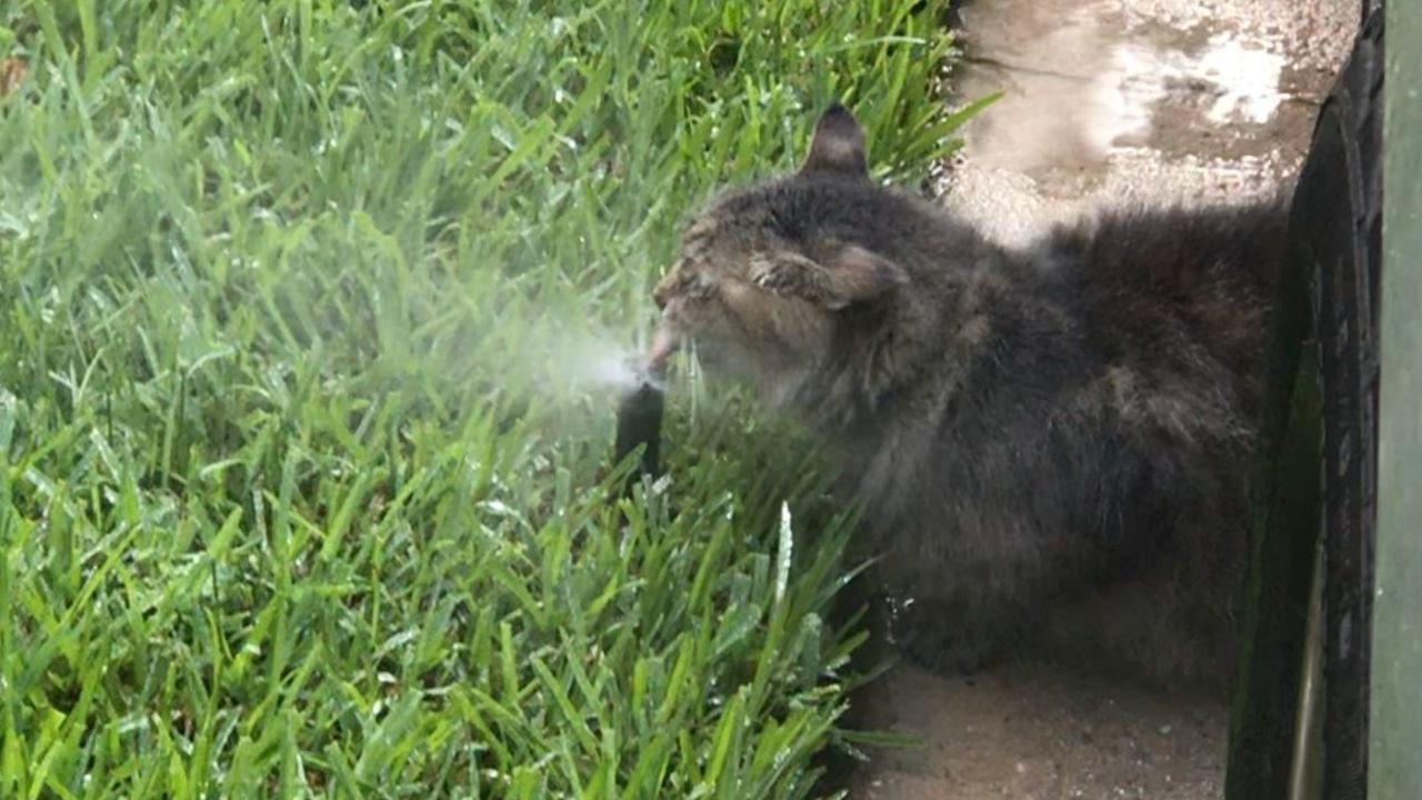 Cat Takes Face Full Of Water For Cool Drink On Hot Day | Wild-ish TV