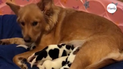 Leur chienne va avoir des petits, le jour de leur naissance tout le monde est bouche bée