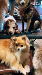 Preserving the Unforgettable: Antique Taxidermy Dogs and Lion || Best of Internet